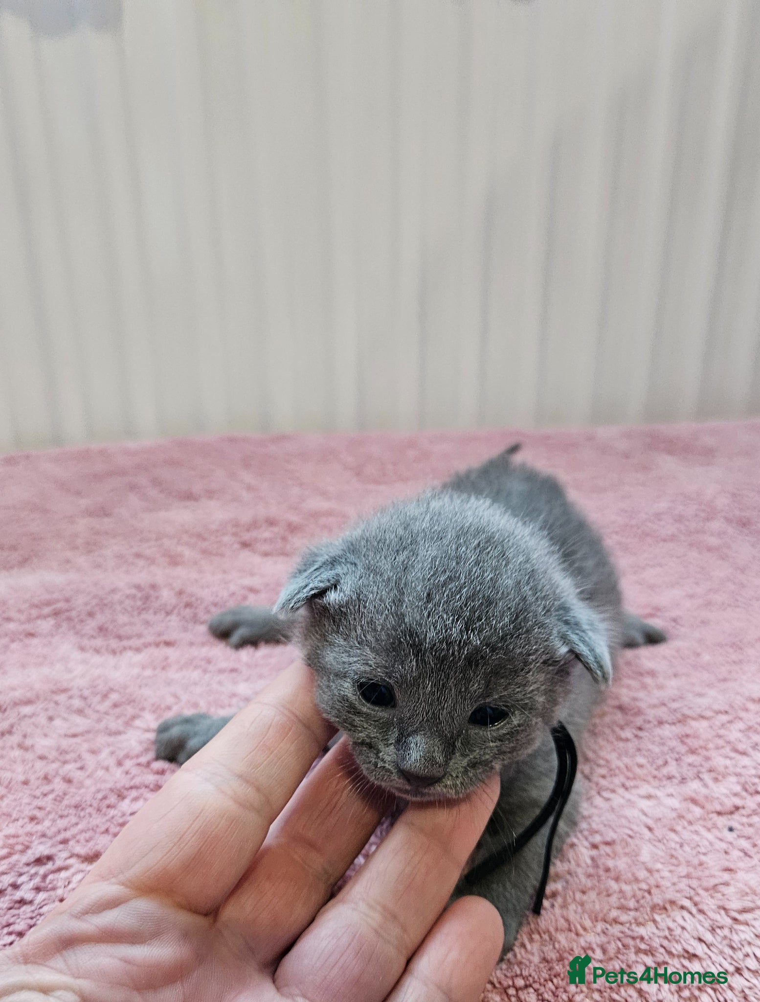 Russian Blue cats for sale: Russian Blue kittens 😸  - Advert 7