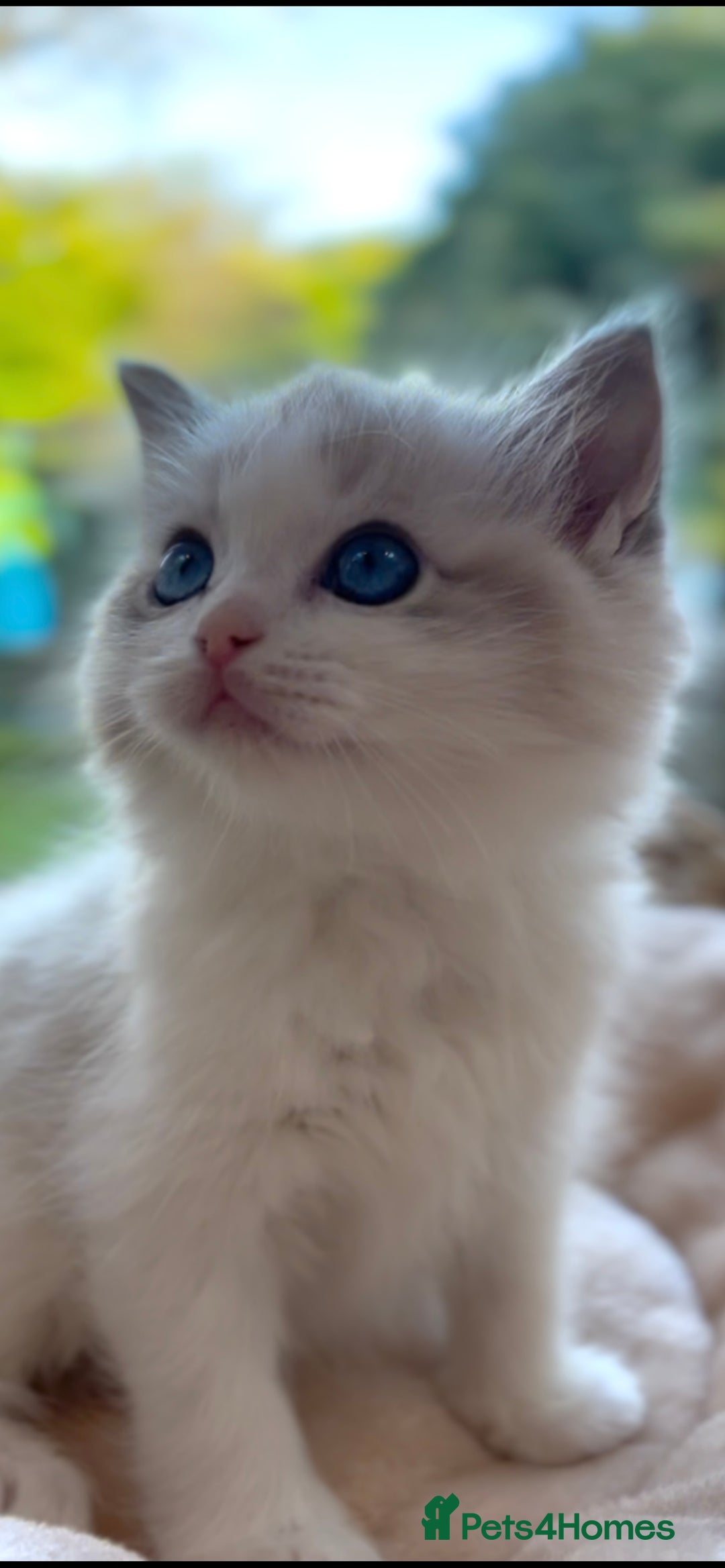 Ragdoll cats for sale: GCCF Registered. Grand Champion Bloodlines. - Advert 19