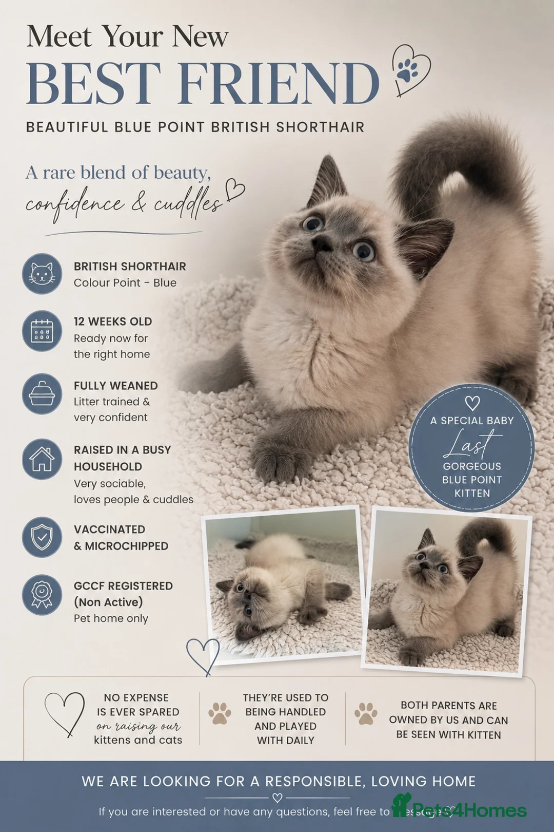British Shorthair cats for sale: British Shorthair Colour Point - Advert 2