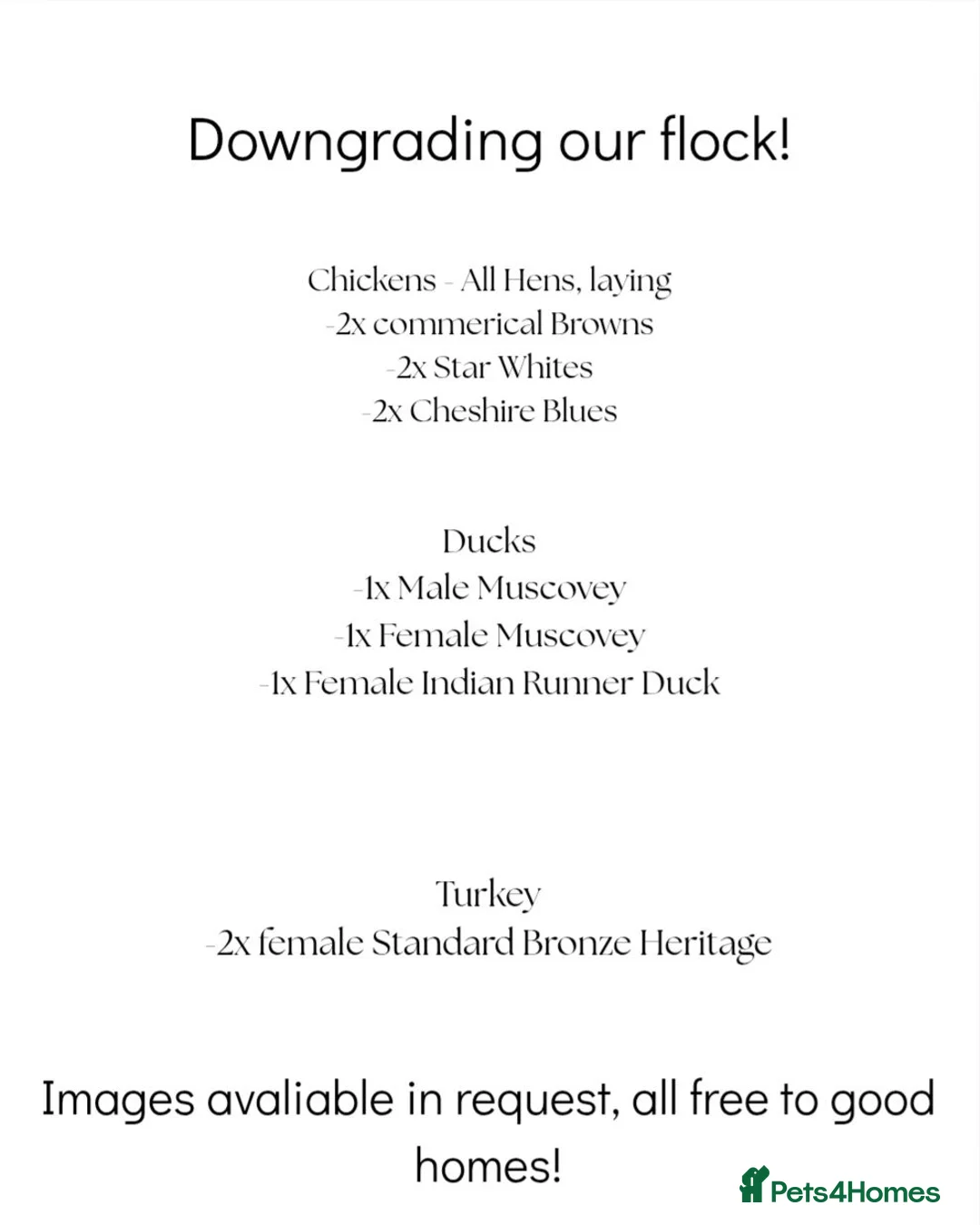 Chickens poultry for sale: Mixed hens - Advert 1