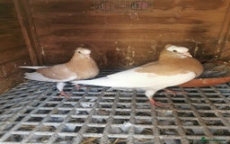 Pigeons birds for sale: Pigeon for sale all good quality and healthy  - Image 6