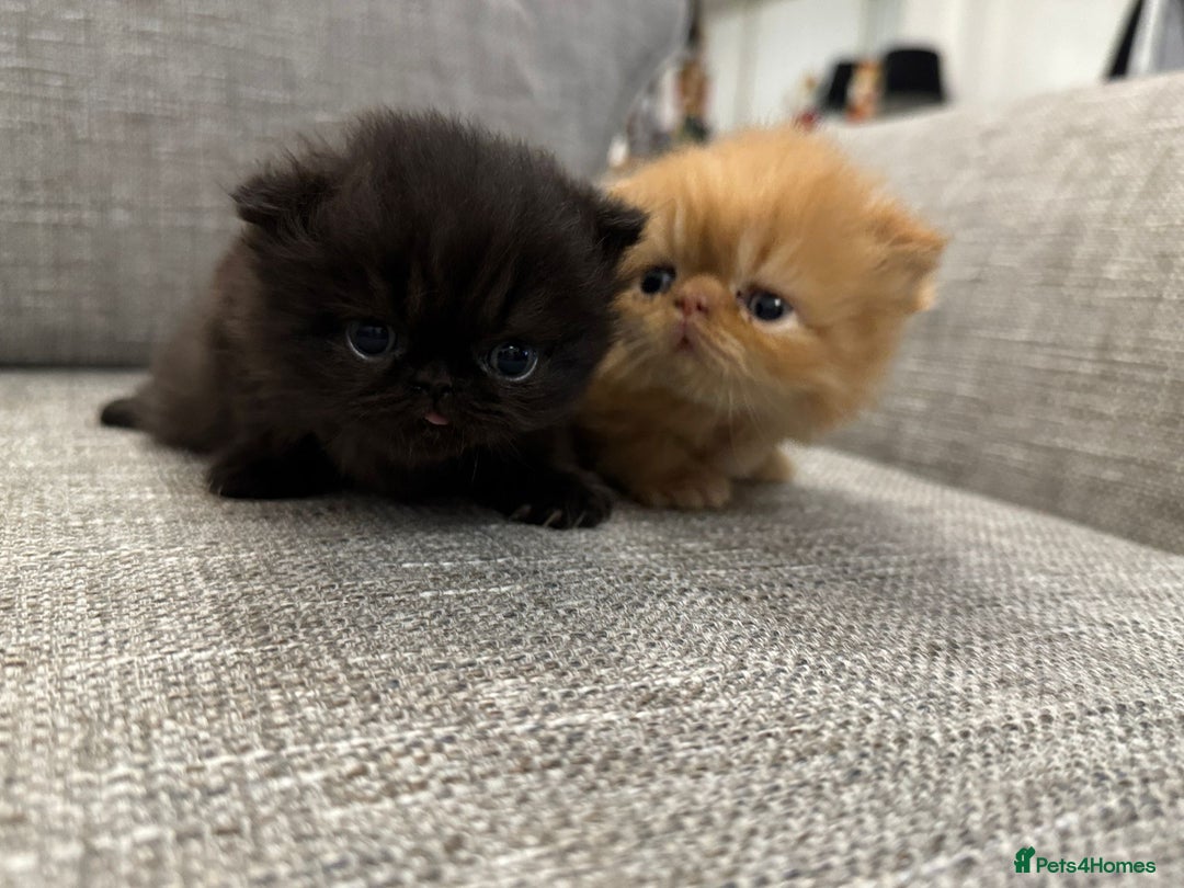 Persian cats for sale: 🌟 Stunning Pure Persian Kittens –  **   - Advert 1