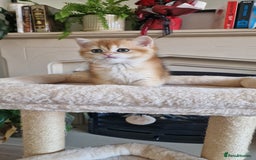 British Shorthair cats for sale: Golden Chinchilla Kittens TICA - Image 3