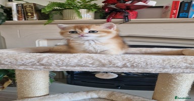 British Shorthair cats - Advert 6