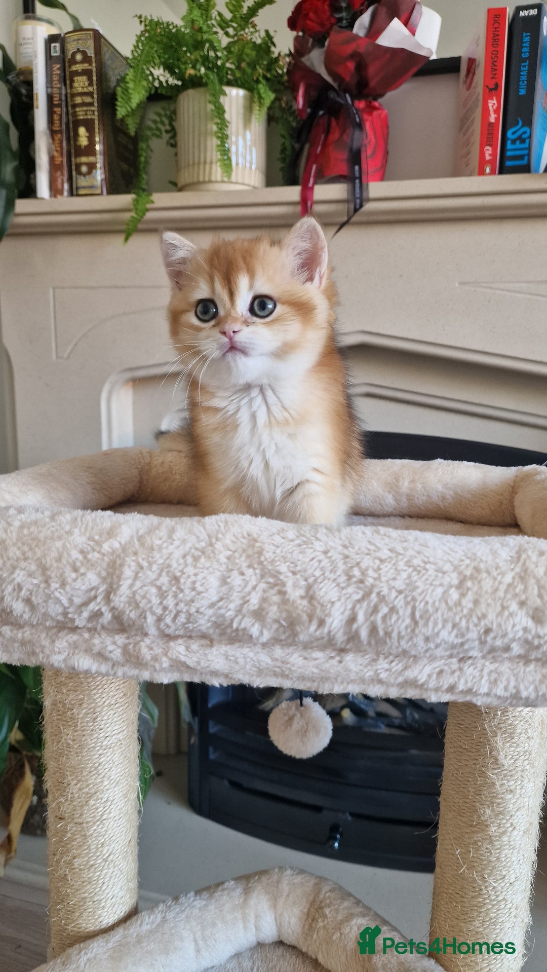 British Shorthair cats for sale: Golden Chinchilla Kittens TICA - Image 3