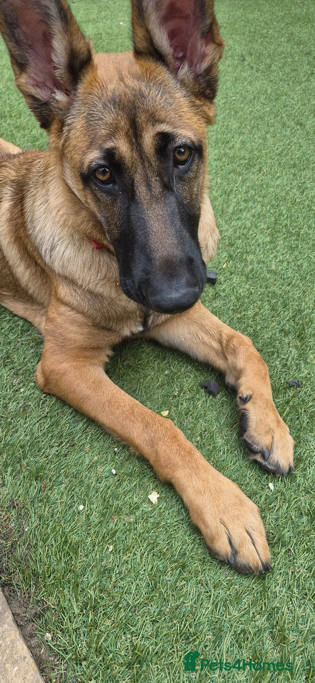 German Shepherd dogs for sale: GermanShepherd x Belgian Malinois 6month old bitch in Thetford - Advert 1