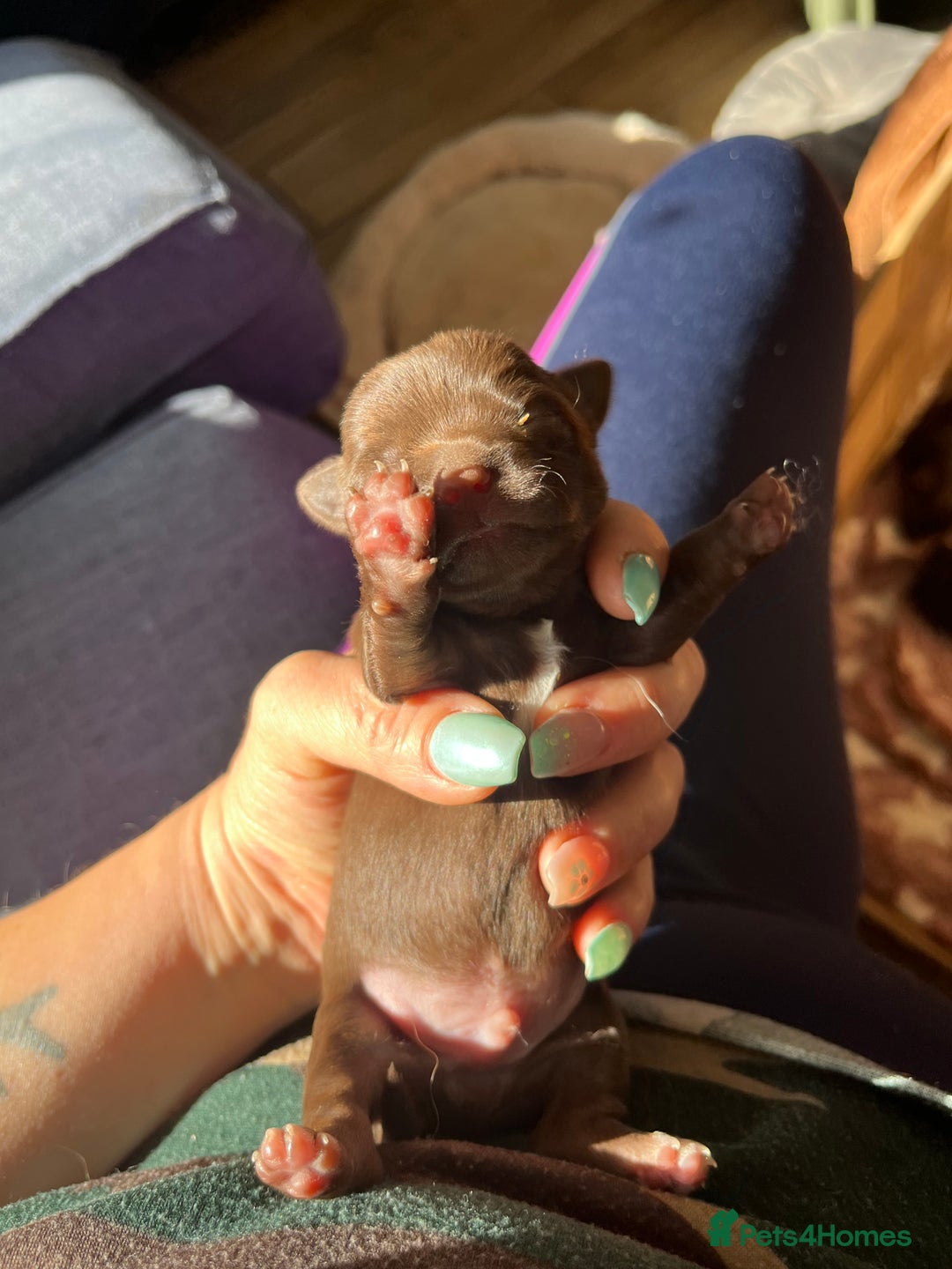 Chihuahua dogs for sale: Rare chocolate chihuahua puppies - Image 10