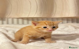 Mixed Breed cats for sale: Three sweet and playful kittens looking a new home - Advert 9