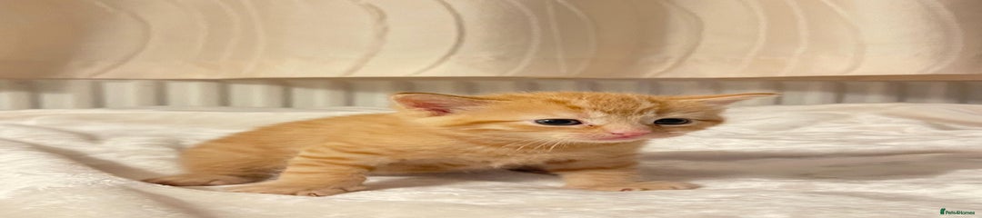 🐱 1x Ginger Female – gentle, affectionate, and full of charm