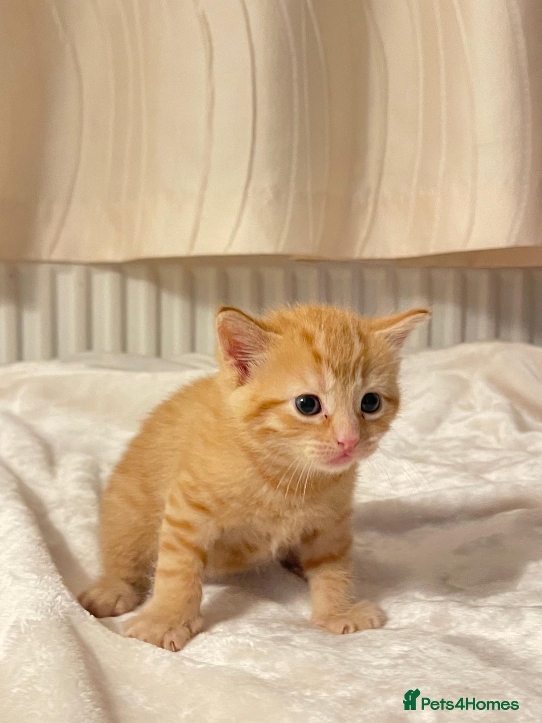 Mixed Breed cats for sale: Three sweet and playful kittens looking a new home - Advert 9