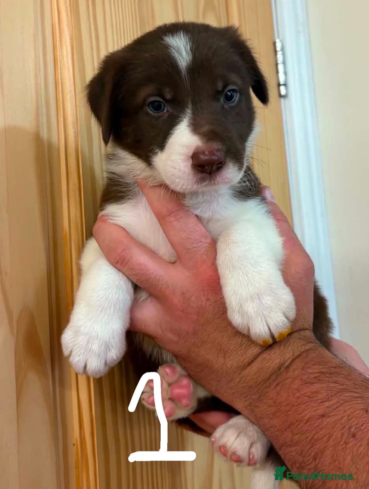 Border Collie dogs 3xBeautiful Red&White MALE Border Collie Puppies. - Advert 4