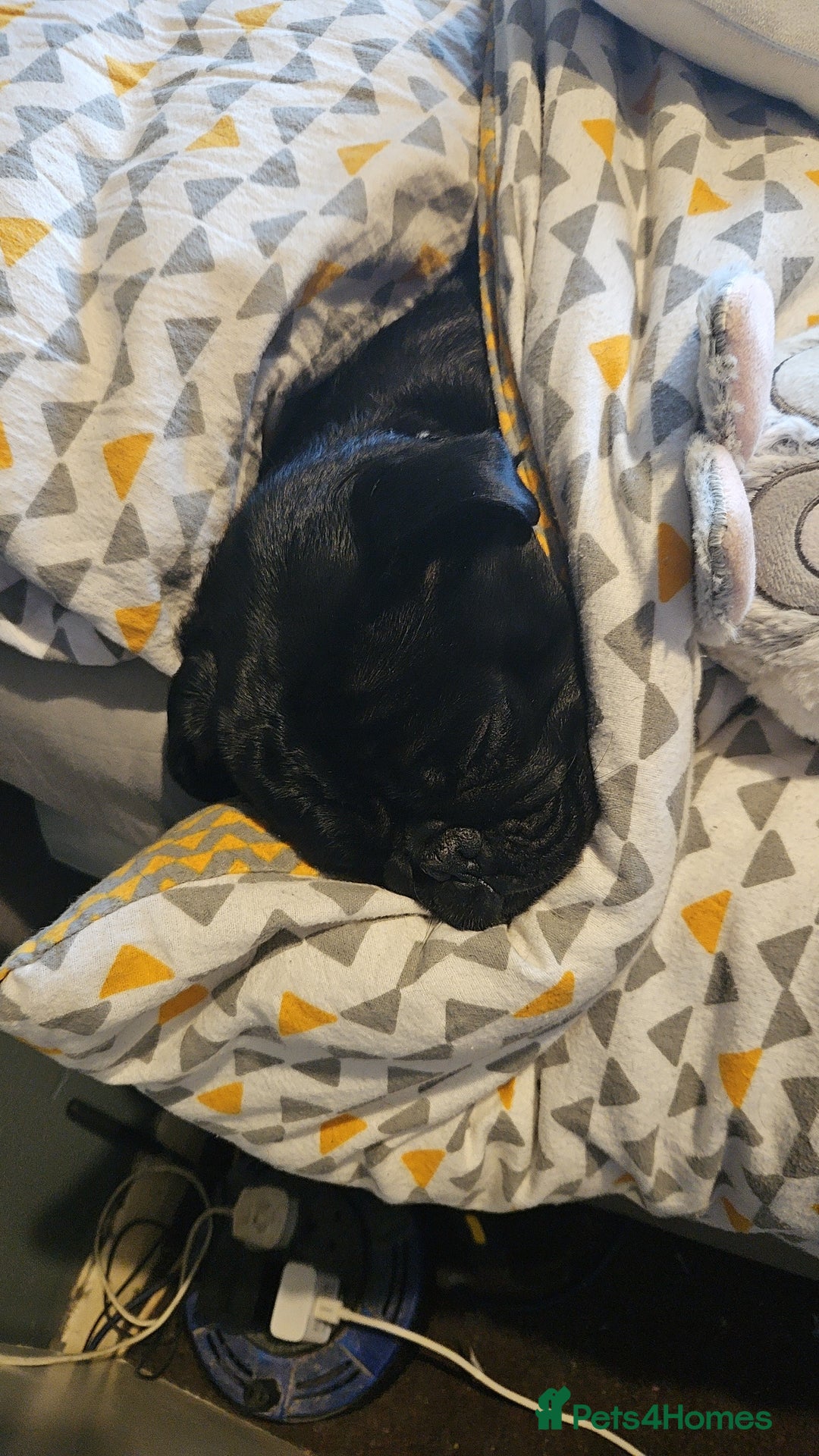 Pug dogs for sale: Loving, Cuddly Pug  - Image 13