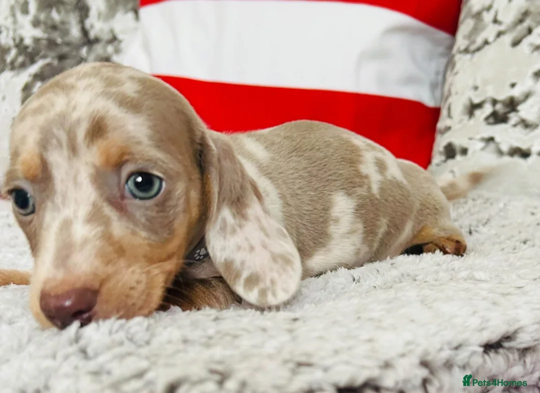 Miniature Dachshund dogs for sale: Beautiful miniature dachshund puppies - Advert 39