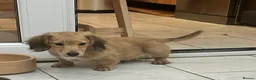 Dachshund dogs for sale: Mini Dachshund Long-haired Boy - Advert 2