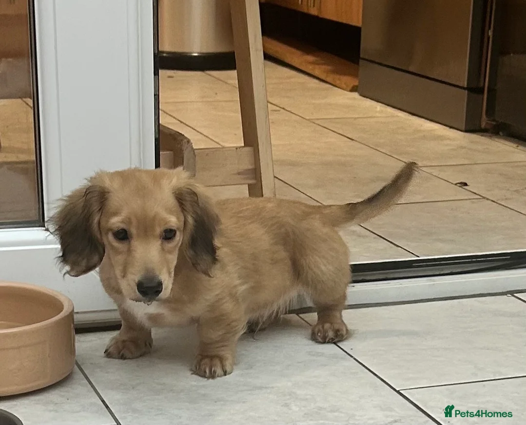 Dachshund dogs for sale: Mini Dachshund Long-haired Boy - Advert 2