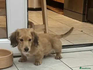 Dachshund dogs Mini Long-haired Boy - Advert 6