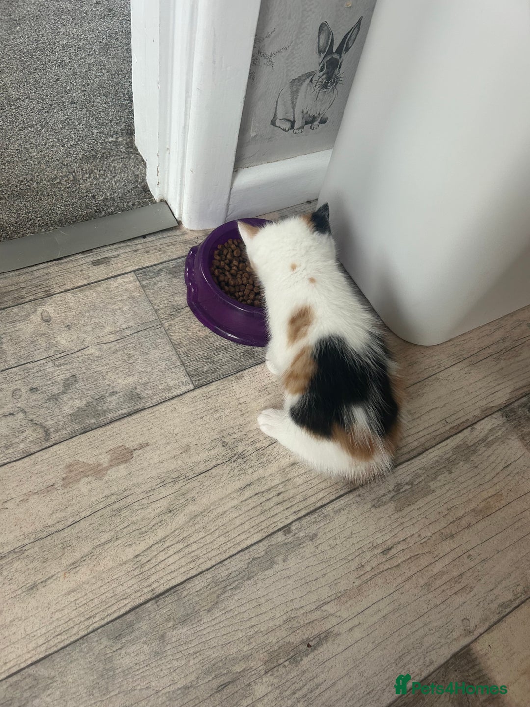 Mixed Breed cats for sale: Beautiful Tortie Female kitten  - Image 11