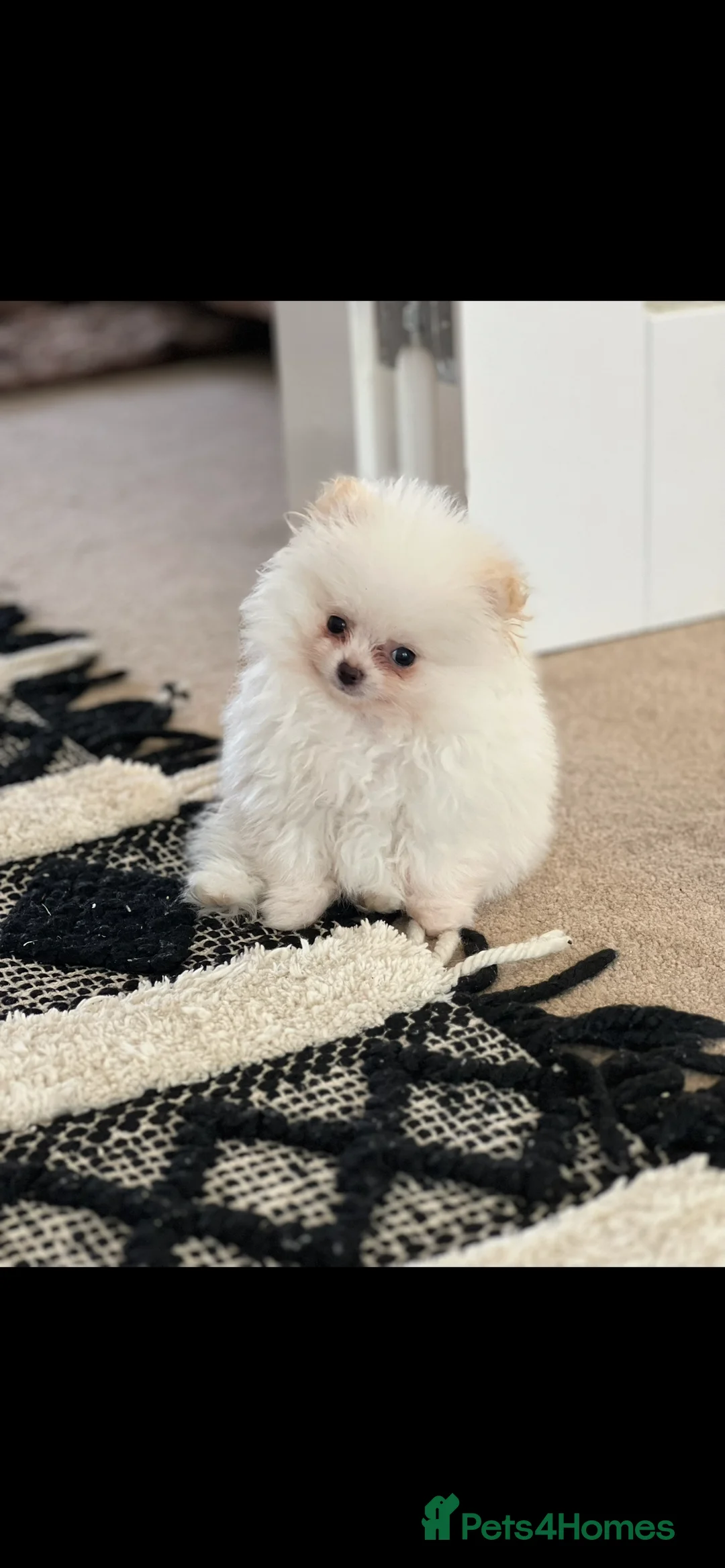 Pomeranian dogs for stud: TeddyBear Pomeranian for STUD - Advert 4