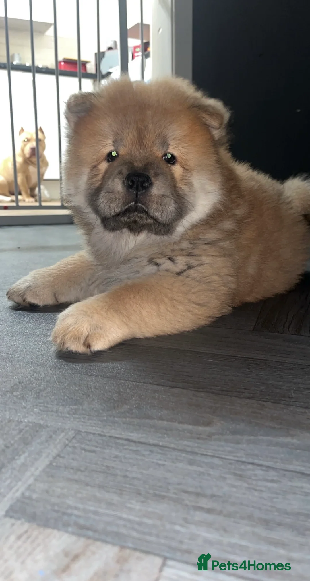 Chow Chow dogs for sale: 1 female left chow chow  - Advert 3