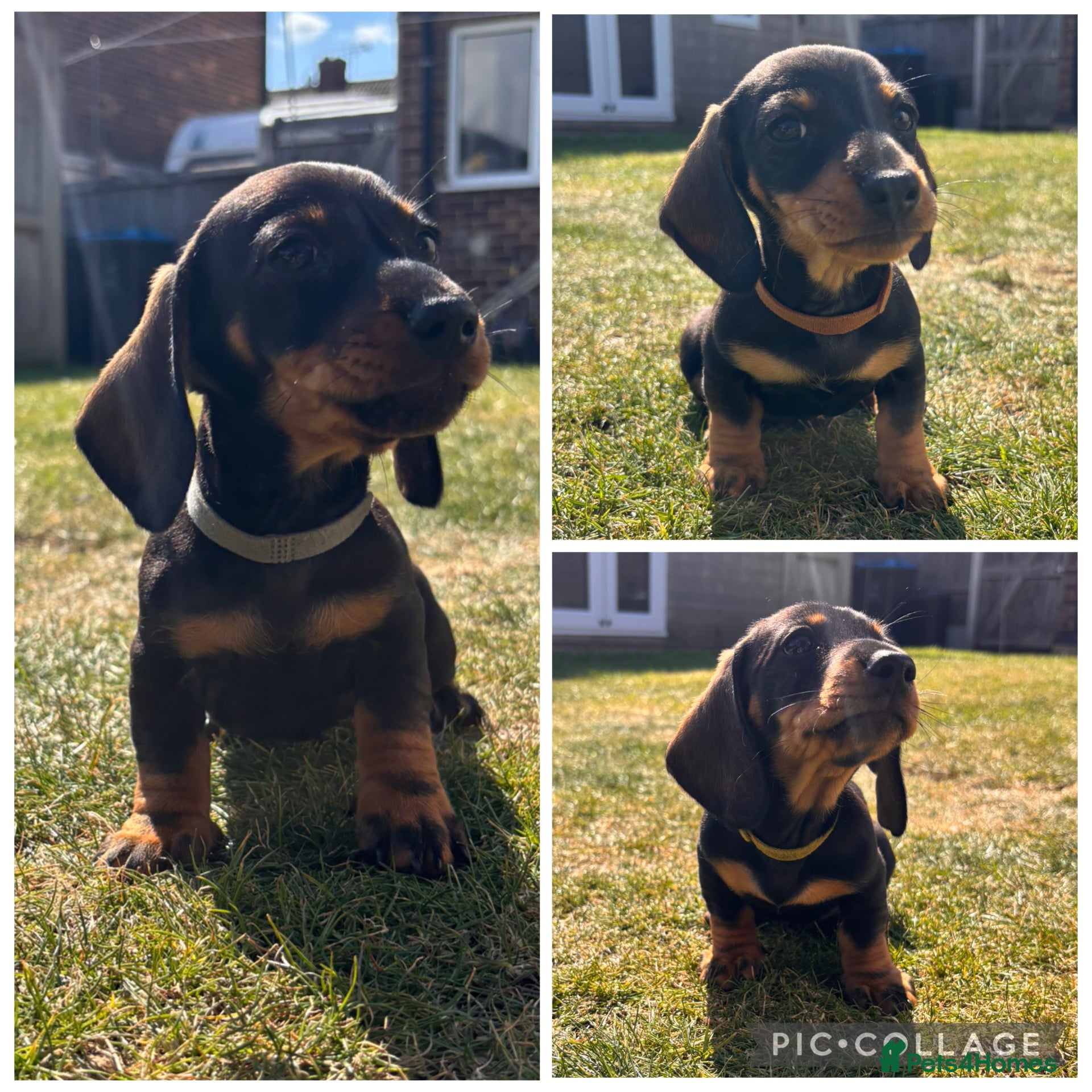 Miniature Dachshund dogs £1250 **Ready now** Mini dachshund puppies - Advert 16
