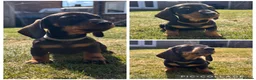 Miniature Dachshund dogs for sale: £1250 **Ready now** Mini dachshund puppies - Advert 1