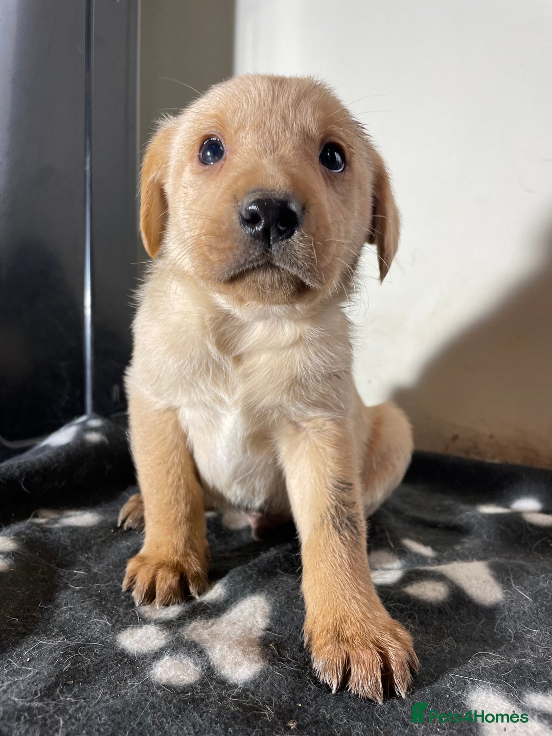 Labrador Retriever dogs for sale: Stunning chunky Labrador pups  - Advert 12
