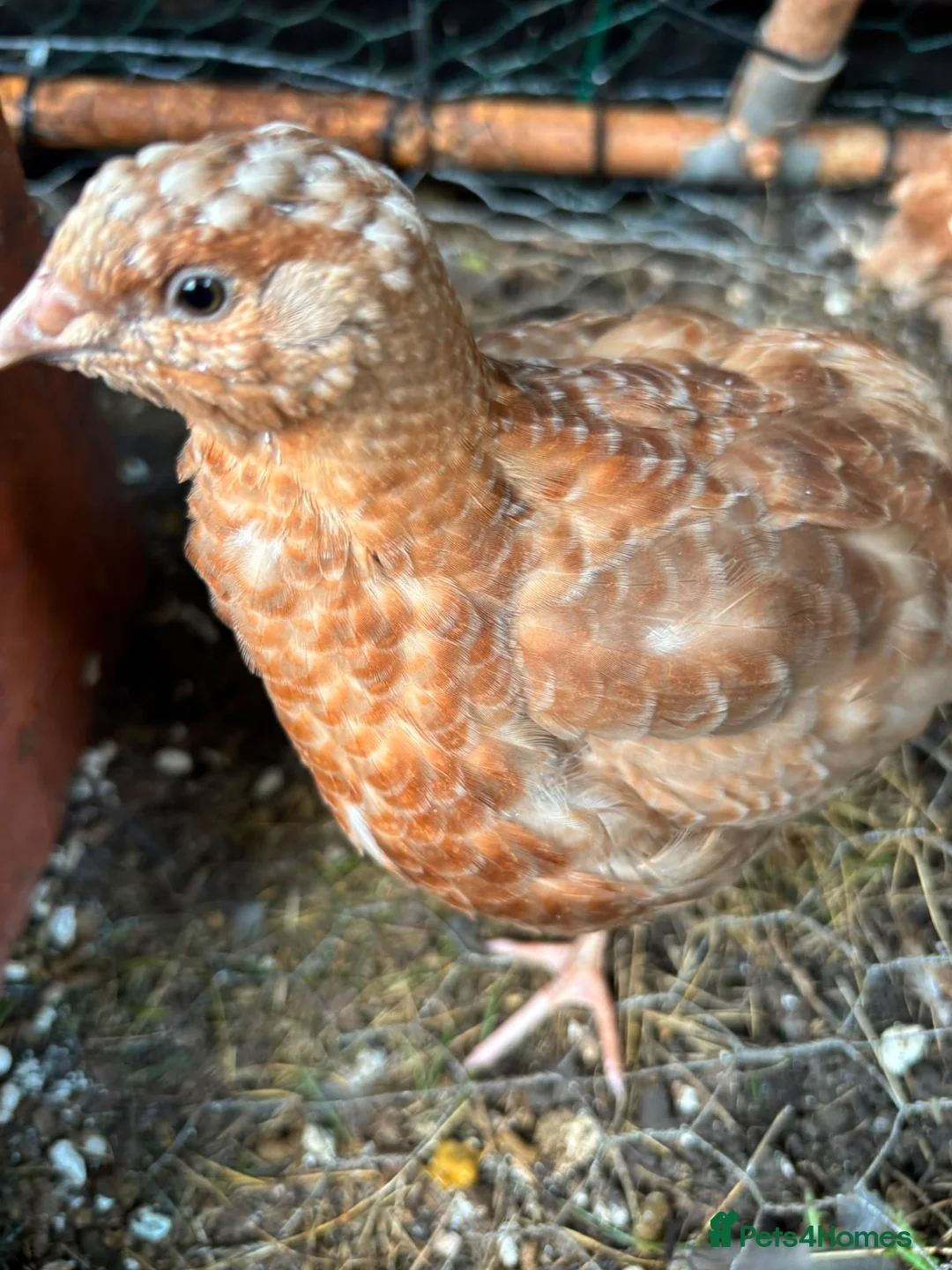 Quail poultry for sale: Amazing selection of celedon quail - Advert 1