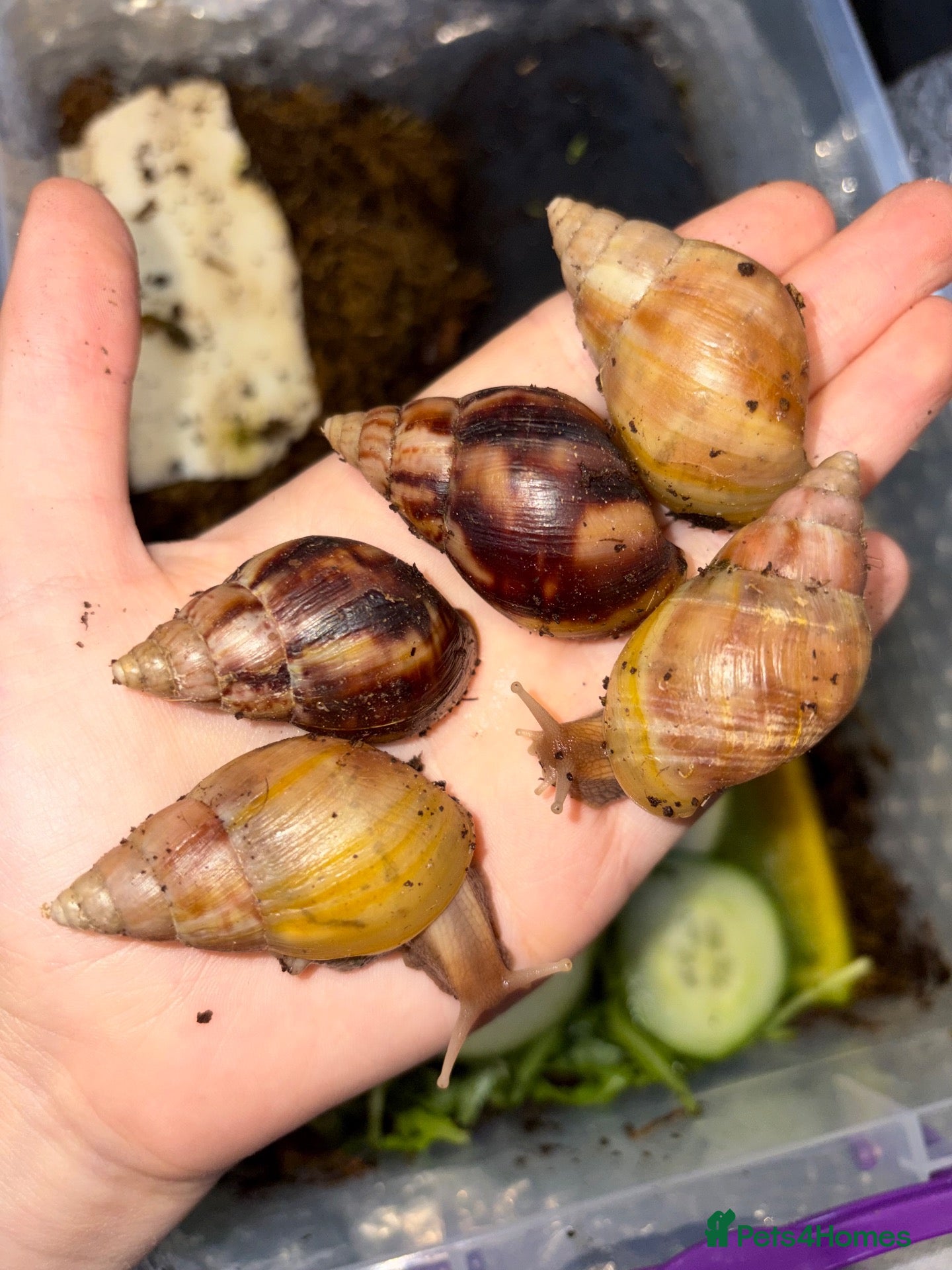 Snails invertebrates Giant African land snails (5 LEFT!)  - Advert 2