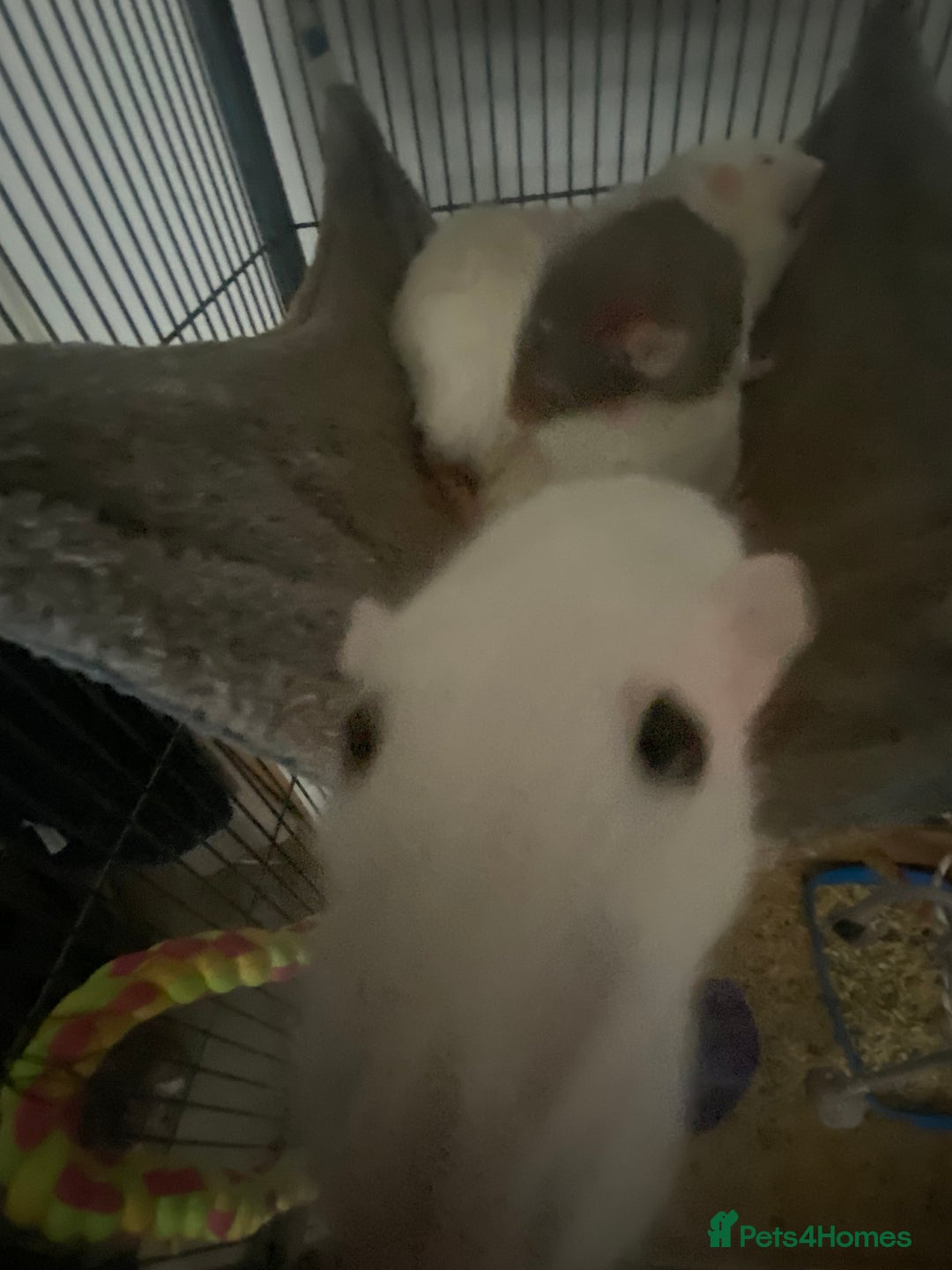 Rat rodents for sale: Rats and Cage - Image 4