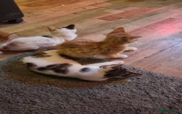 Mixed Breed cats for sale: Kittens for sale - Image 2