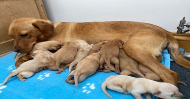 Labrador Retriever dogs - Advert 6