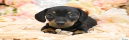 Miniature Dachshund dogs for sale: Miniature Dachshund Puppies - Advert 4