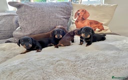 Miniature Dachshund dogs for sale: ✨Adorable miniature Dachshund pups✨ - Image 5