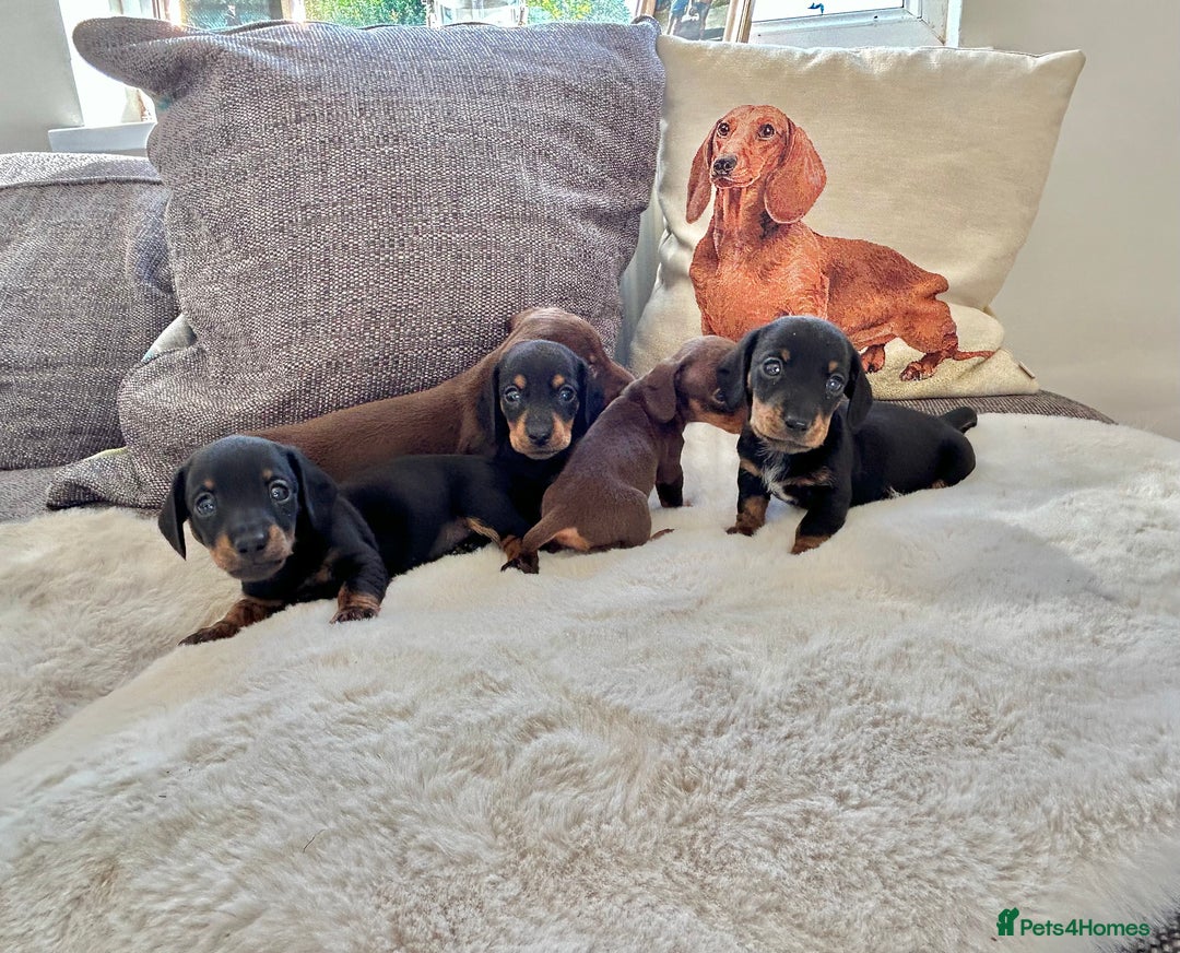 Miniature Dachshund dogs for sale: ✨Adorable miniature Dachshund pups✨ - Image 5