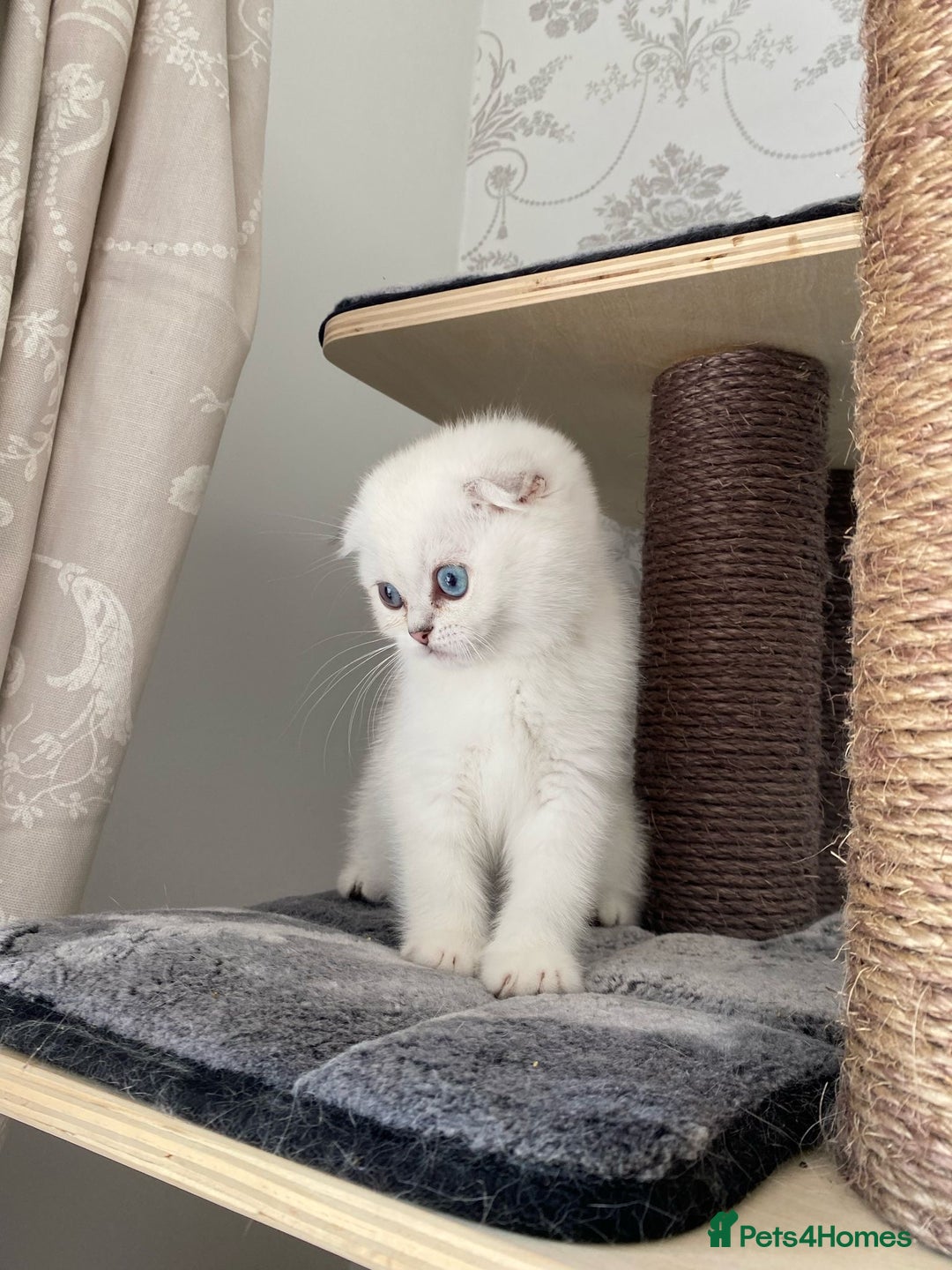 Scottish Fold cats for sale: LAST ONE - READY to LEAVE - PEDIGREE  - Image 11
