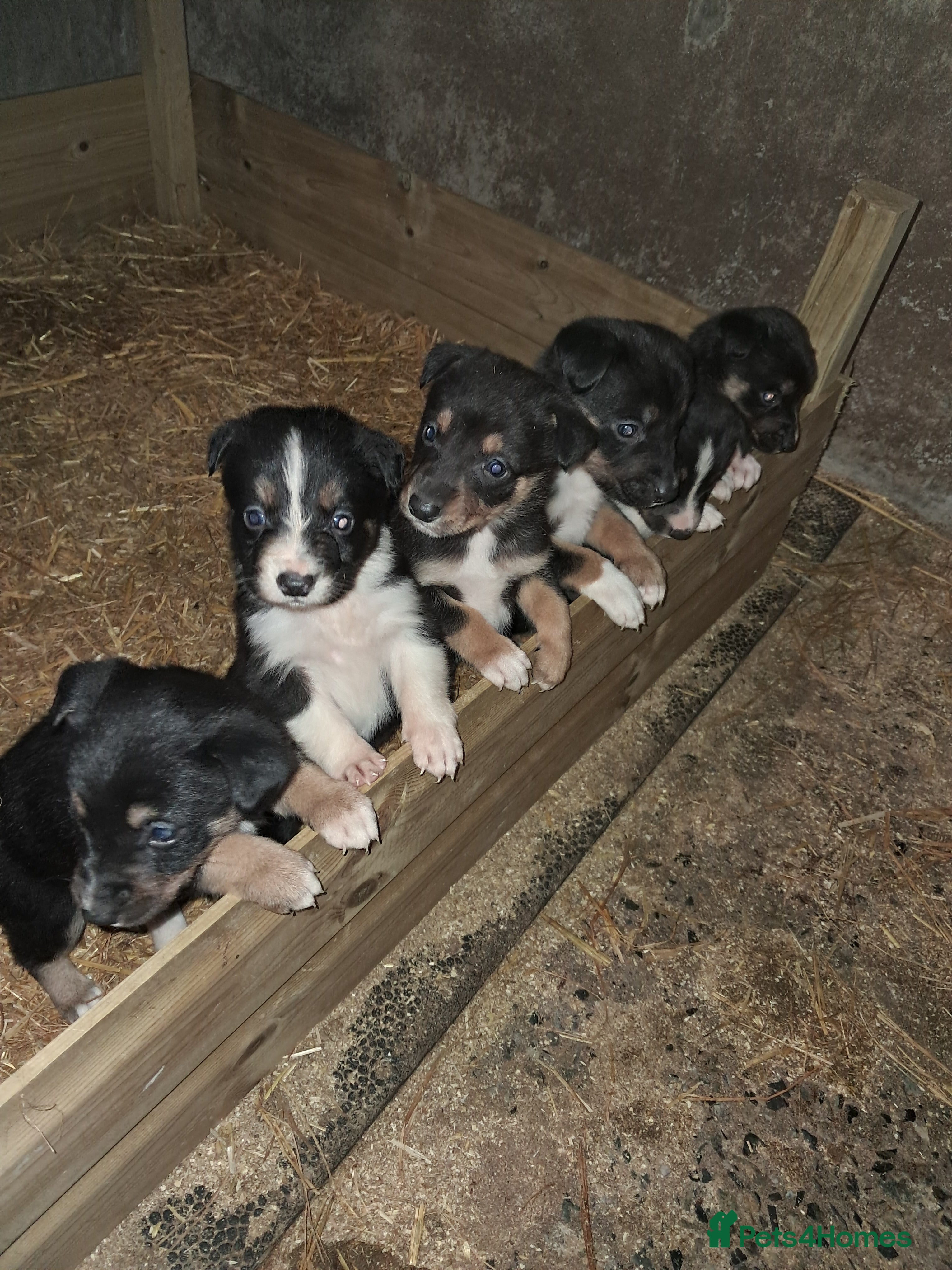 Mixed Breed dogs Kelpie x collie puppies  - Advert 2