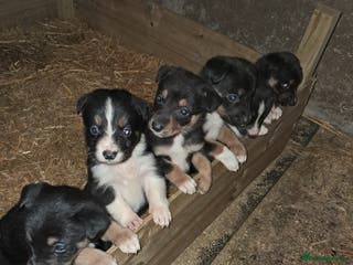 Mixed Breed dogs for sale: Kelpie x collie puppies - Advert 1