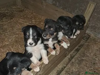 Mixed Breed dogs Kelpie x collie puppies - Advert 7