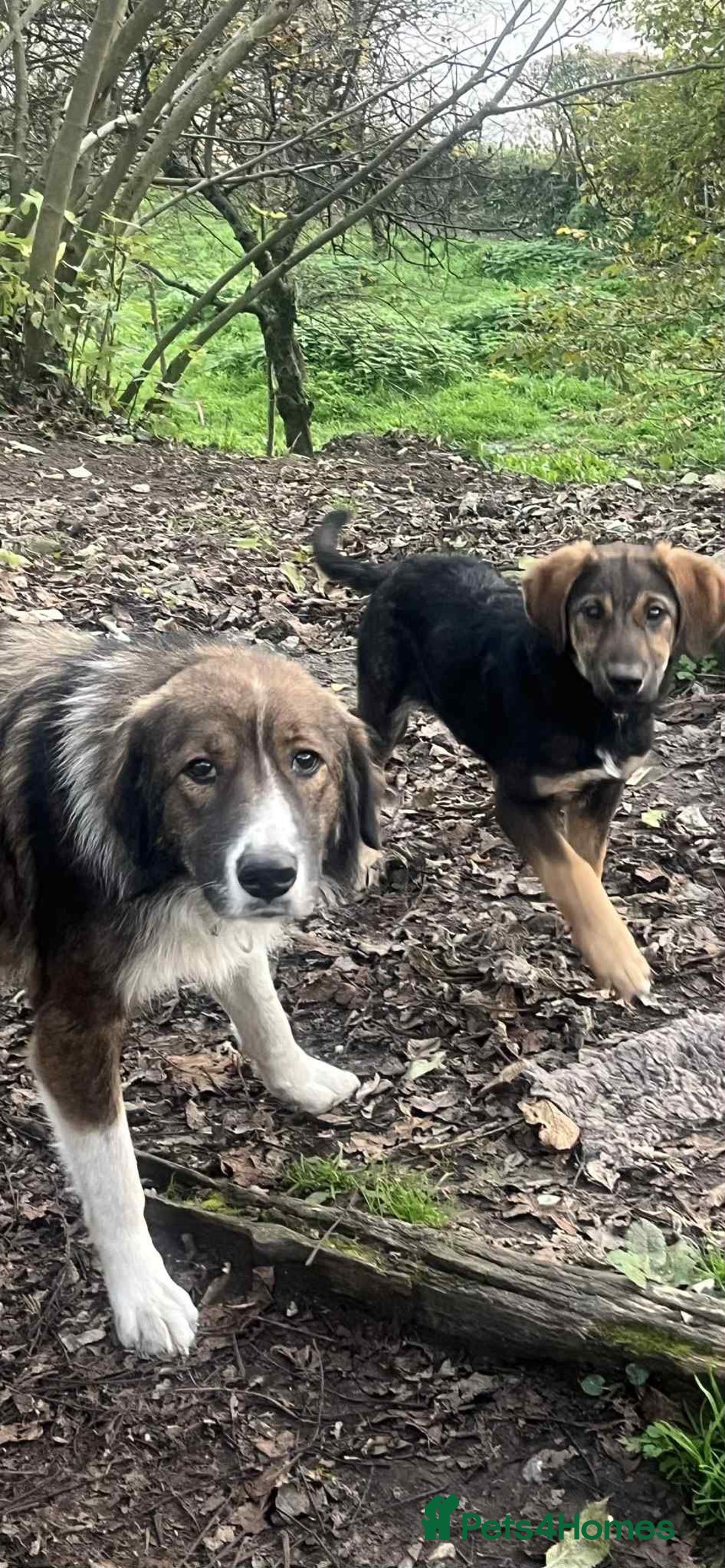 Mixed Breed dogs for adoption: Beautiful Ruby !  - Advert 4