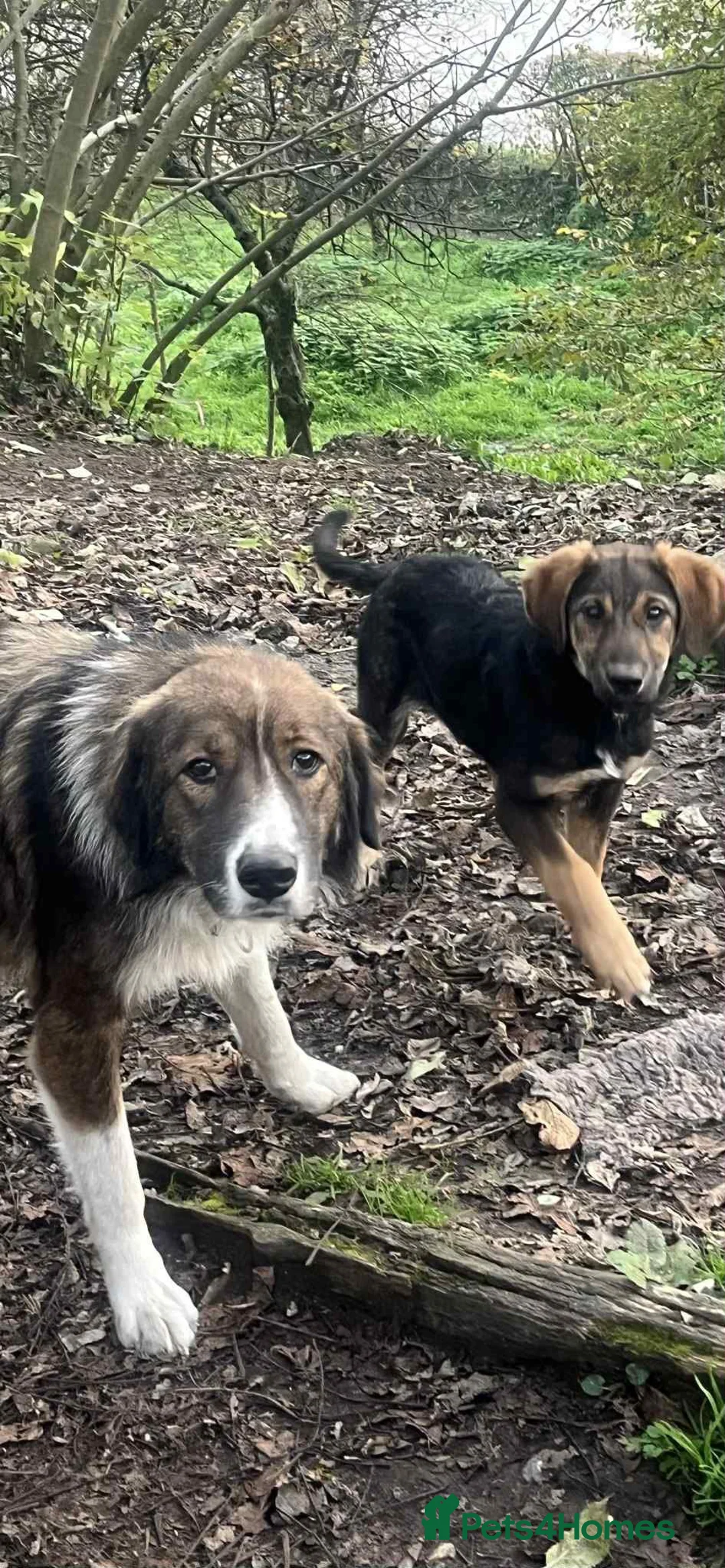 Mixed Breed dogs for adoption: Beautiful Ruby !  - Advert 4