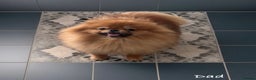 Pomeranian dogs for sale: 🔥🔝 Quality 🏆Championship 🧸Teddy Bears - Advert 20