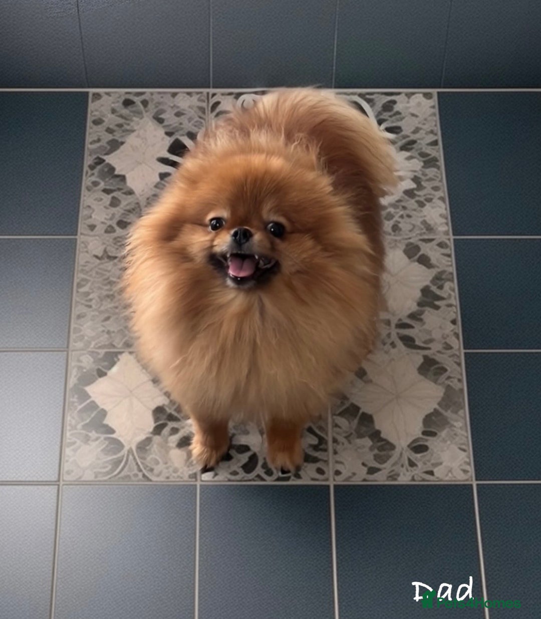 Pomeranian dogs for sale: 🔥🔝 Quality 🏆Championship 🧸Teddy Bears - Advert 20