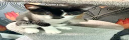 Mixed Breed cats for sale: Kittens for sale - Advert 7