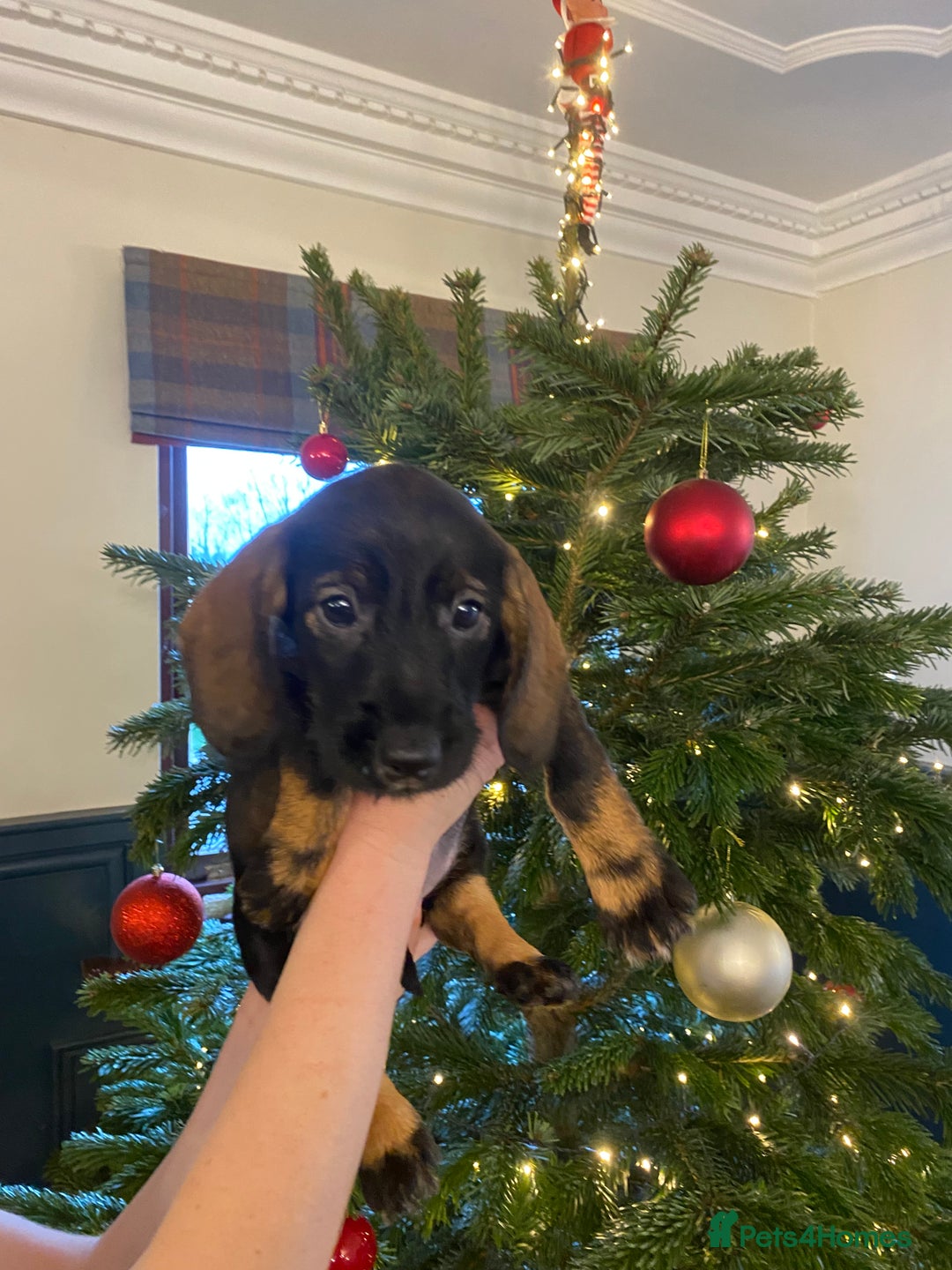 Mixed Breed dogs for sale: For Sale German wire haired pointer  x dashound  - Advert 8