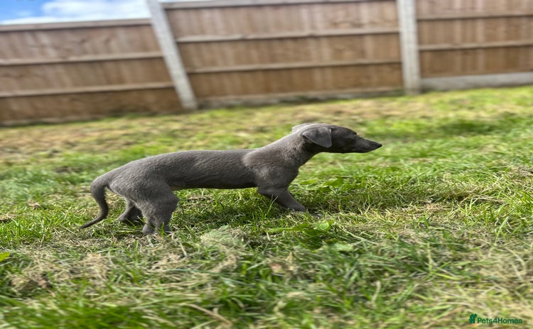 Whippet dogs - Advert 4
