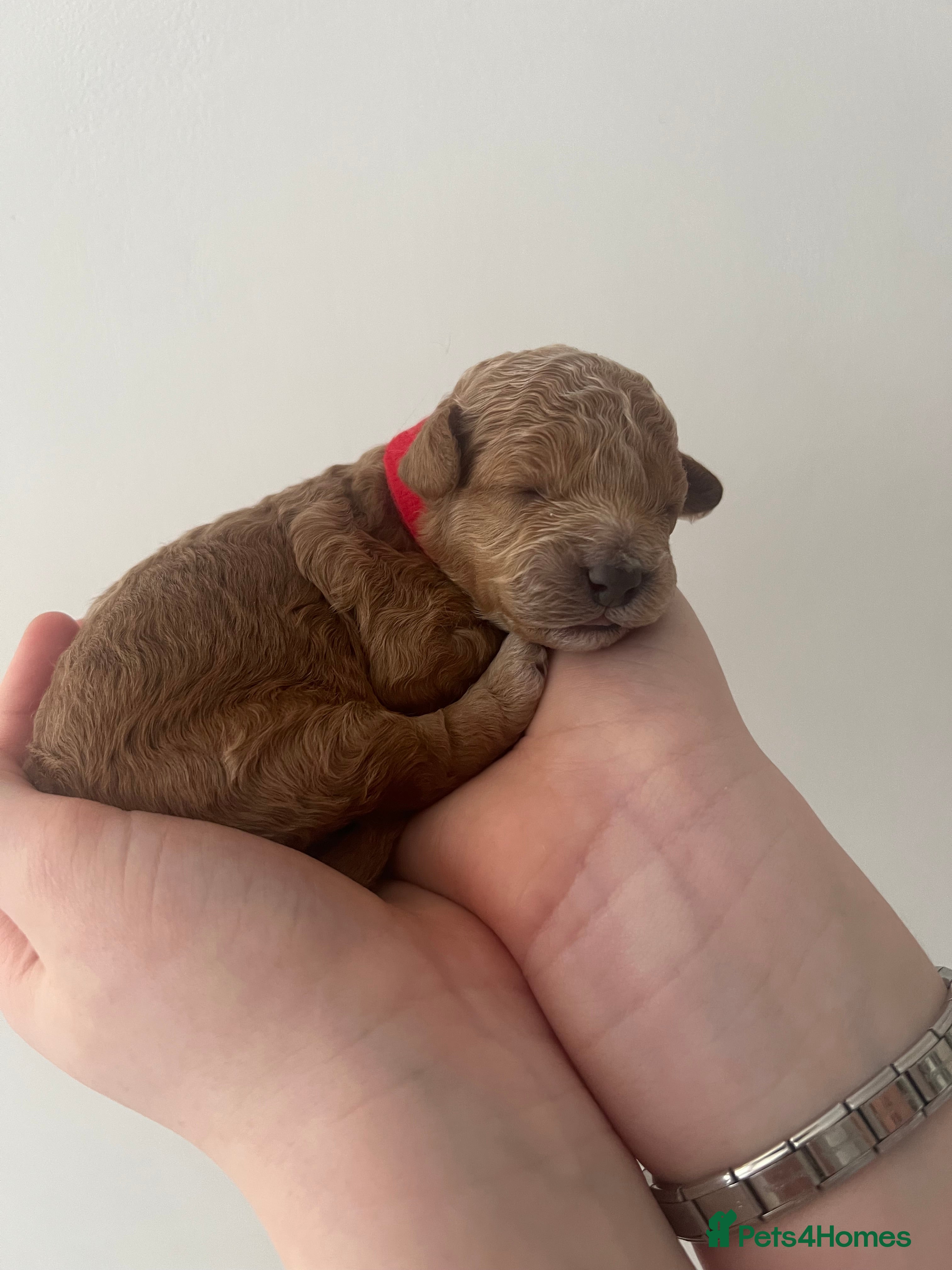 Toy Poodle dogs KC Reg Full health Check Red Toy Poodles - Advert 3