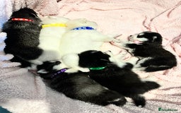 Pomsky dogs for sale: F4 beautiful puppy pomskie blue eyes - Image 5