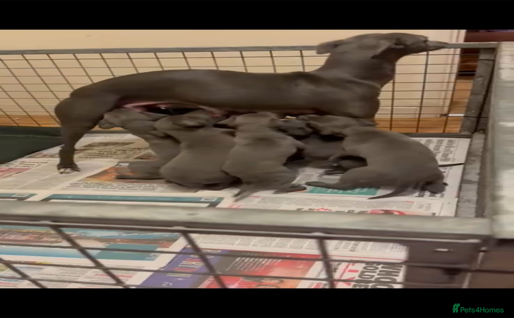 Whippet dogs - Advert 1