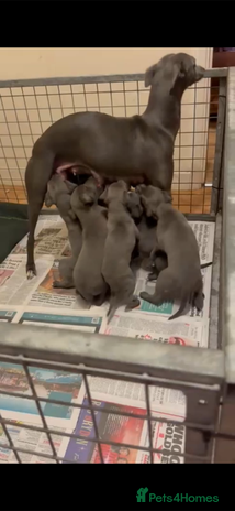 Whippet dogs - Advert 1