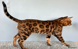 Bengal cats for sale: 🐾Purebred BENGAL Kittens🐾  - Image 33